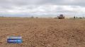 Корнаж впервые планируют заготовить для скота на юге Псковской области