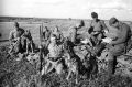 Почти 70 тысяч собак шли к победе в Великой Отечественной войне бок о бок с солдатами