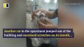 Кот в китайском Шэньчжэне чудом спасся из горящей квартиры, повиснув на решетке балкона на четвертом этаже