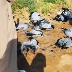 Краснокнижные журавли-красавки оказались на грани вымирания из-за саудовских шейхов