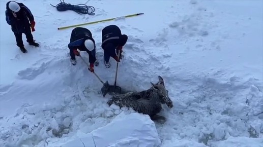 Лосиху зажало льдами на Енисее
