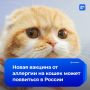 Вакцину от аллергии на кошек готовят к клиническим испытаниям на людях, сообщило Naked Science со ссылкой на Сеченовский университет