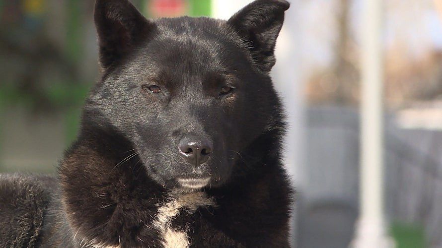Жители города Остров в Псковской области бьют тревогу из-за участившихся случаев появления больших и агрессивных стай бездомных собак