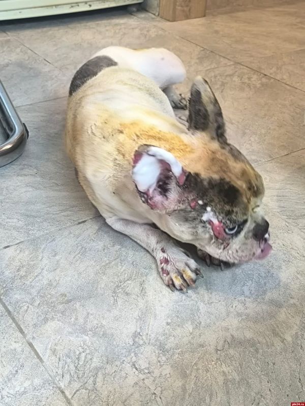 Подробности пожара с 12-ю погибшими собаками на улице Шоссейной в Пскове Подробности пожара с 12-ю погибшими собаками на улице Шоссейной в Пскове