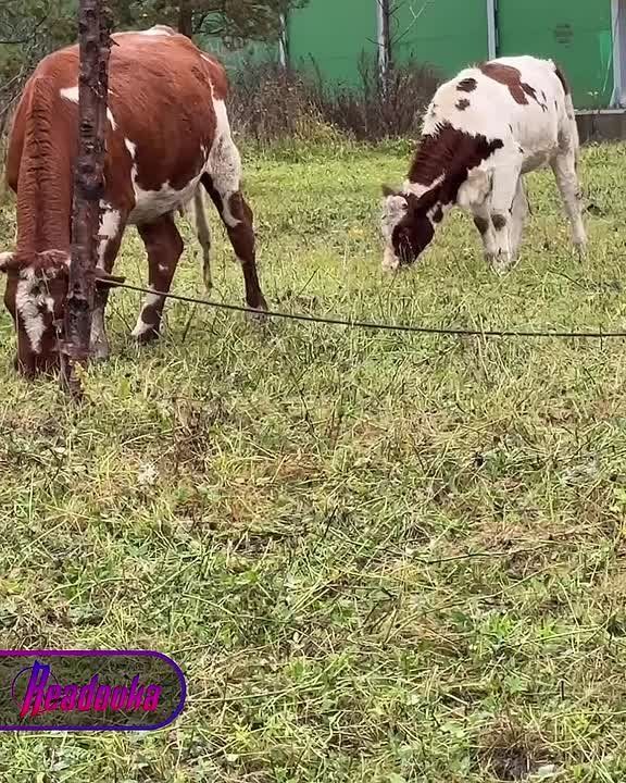 Москва настолько очистилась, что коровы пасутся прямо около метро «Рассказовка»