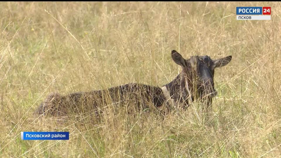 До первого декабря всем владельцам коз и овец необходимо промаркировать и поставить на учет своих животных