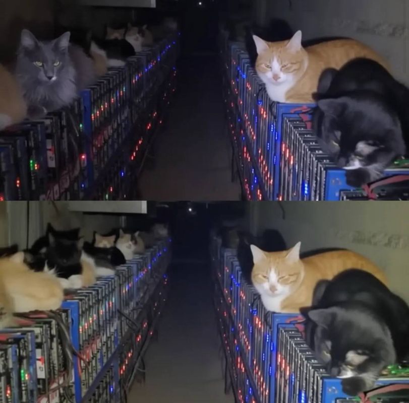 Коты уничтожили майнинговую ферму, лишив ее владельца миллионов долларов