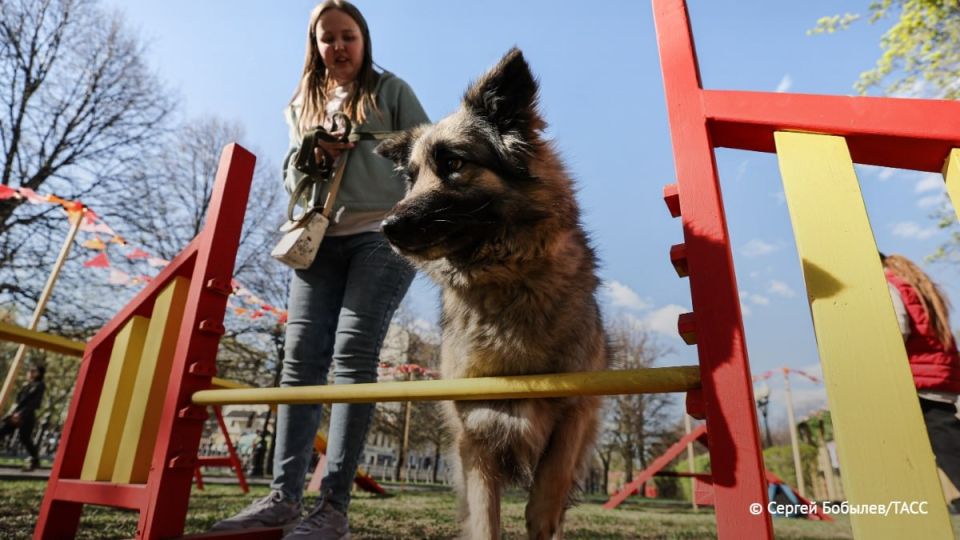 Росстандарт утвердил требования к обустройству мест для выгула и дрессировки собак, сообщили ТАСС в ведомстве