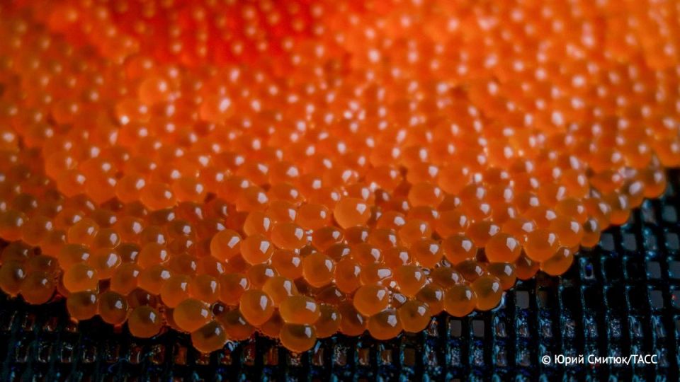 Средняя цена красной икры за год выросла на 33% и приблизилась к 3 тыс