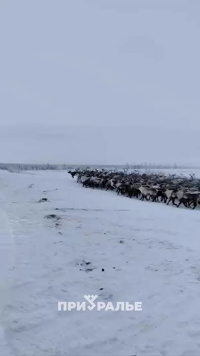 На Севере сняли волшебные кадры