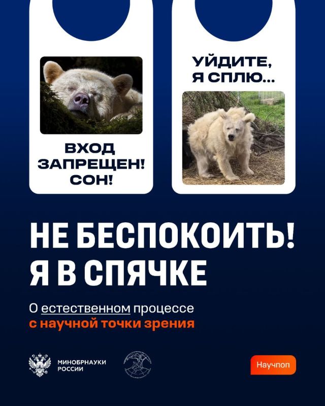 Почему животные впадают в спячку?