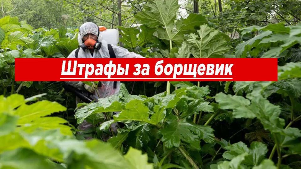 В России вводят новые штрафы за борщевик