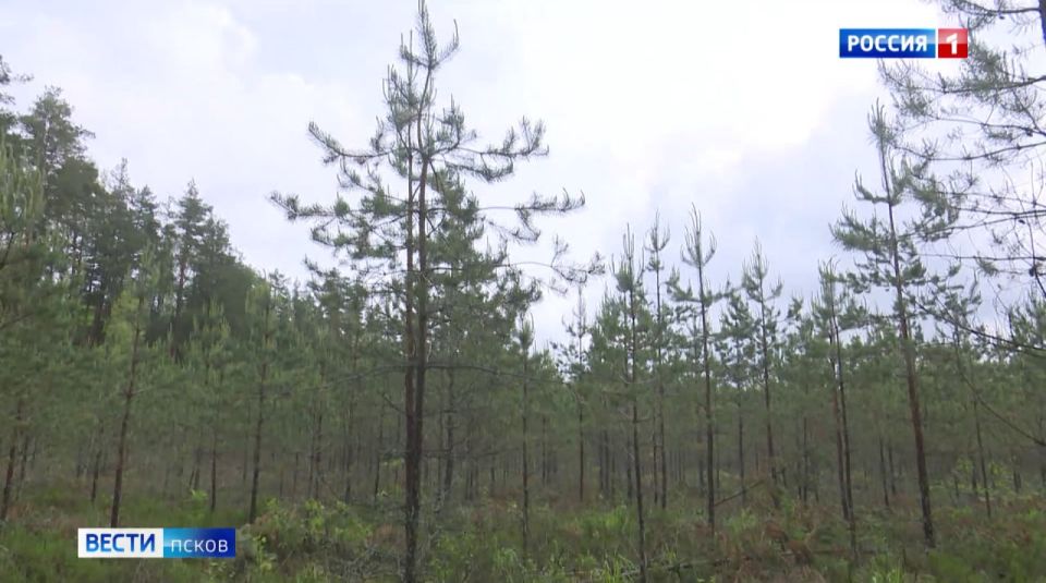 Псковская область получит более 70 млн рублей на национальный проект "Экологическое благополучие"