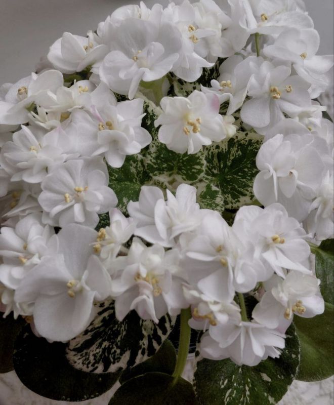 Вера Кондратьева: ДОБРОГО ВОСКРЕСНОГО ДНЯ. Дорогие друзья, пусть сегодняшний день подарит вам хорошее настроение, радость, спокойствие и приятные моменты с близкими