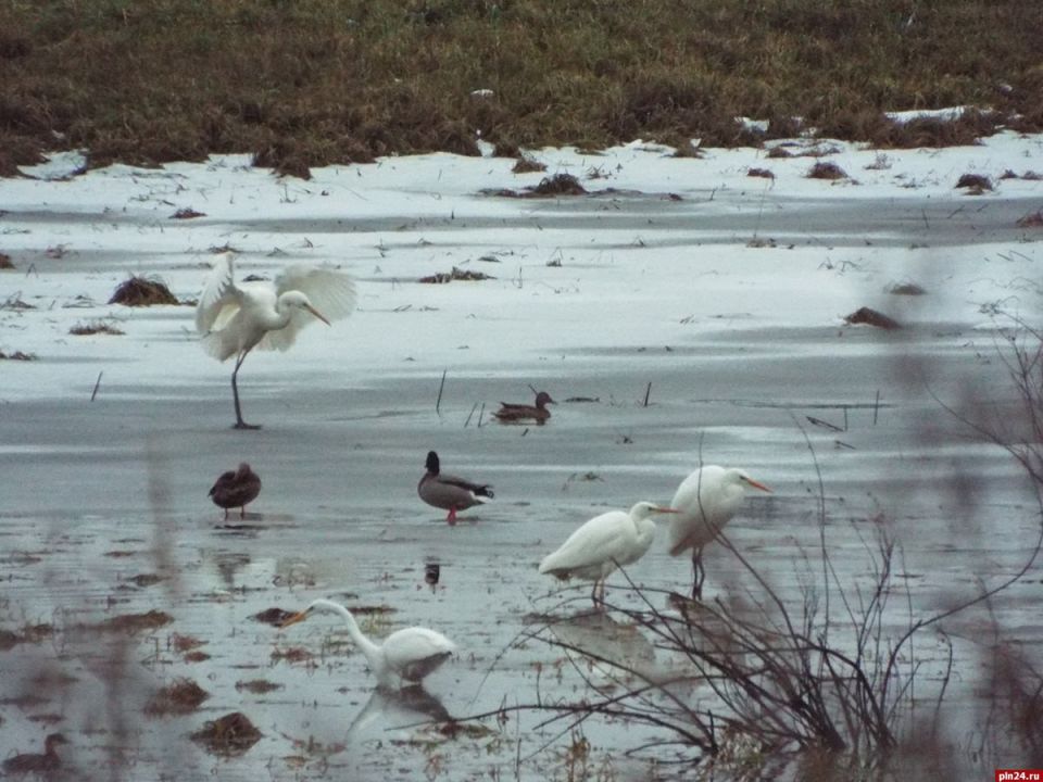 Перелётные птицы задержались в Пушкинском Заповеднике около музея-усадьбы «Михайловское»
