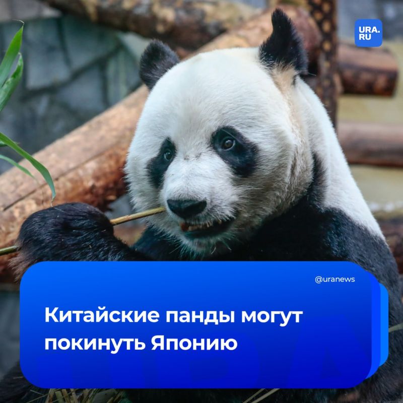Япония останется без панд из-за плохих отношений с Китаем