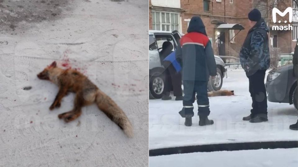 Бешеная лиса едва не растерзала девушку в Омской области — спас сосед с палкой, выбежавший на улицу Бешеная лиса едва не растерзала девушку в Омской области — спас сосед с палкой, выбежавший на улицу