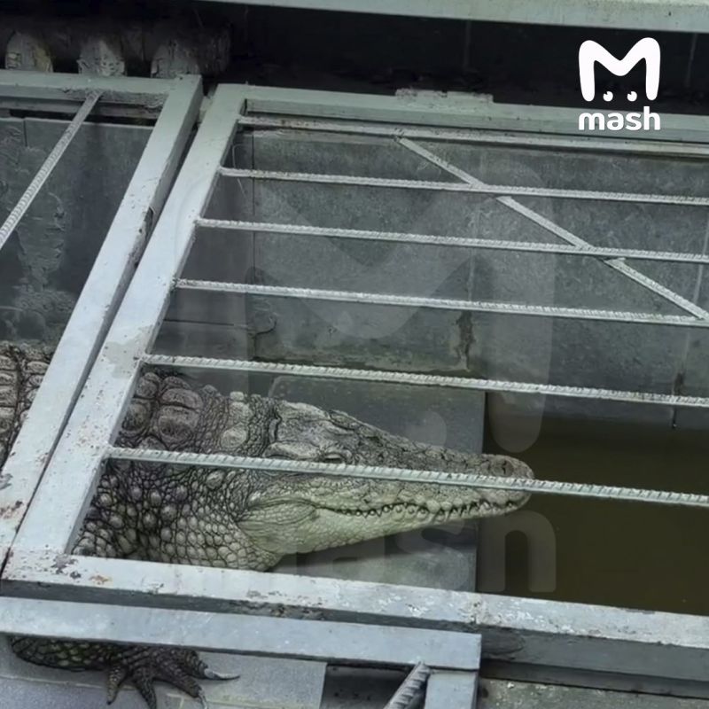 Крокодилу из обнинской телекомпании осталось жить не больше недели — в здании, где обитает зелёный, отключили отопление