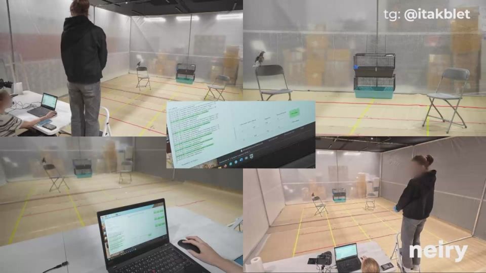 Голубя-биодрона представили российские ученые