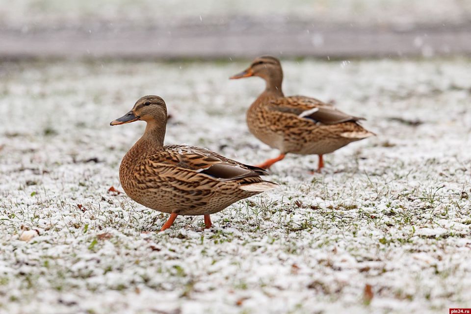 До +2 градусов и мокрый снег прогнозируют в Псковской области 26 ноября