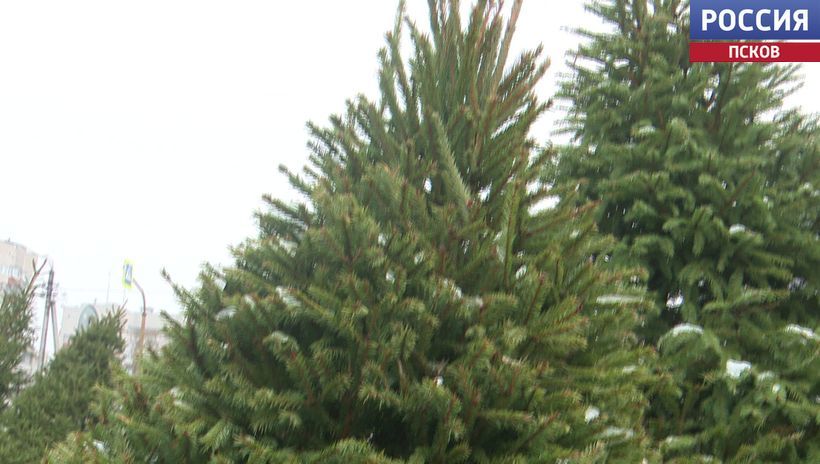 Скоро начнут работать традиционные елочные базары в Пскове