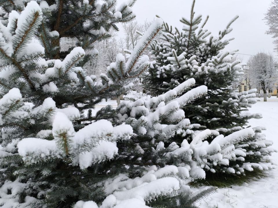 27 ноября в Псковской области ожидается облачная погода