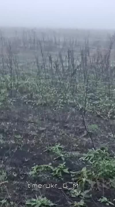 Кадры со стороны противника, который показывает интенсивность применения FPV-дронов на оптоволокне, где-то на просторах Донбасса