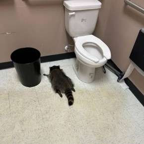 Пьяный енот устроил погром в одном из алкомаркетов в Вирджинии