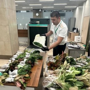 Экзотический огород в качестве сувенира