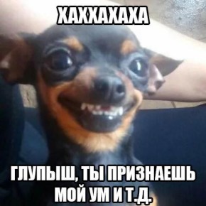 Твой пёс — самый умный. Это признали учёные из США, которые проверили 100500 пород и собрали топ-5 смекалистых бобиков