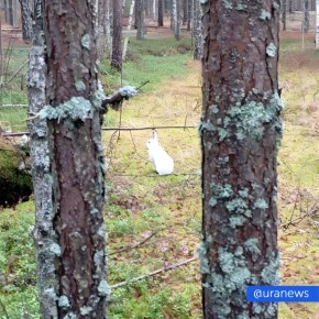 Зайцы оказались в опасности