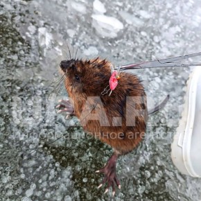 Неожиданный улов: жительница Тюмени отправилась на рыбалку и зацепила на удочку ондатру