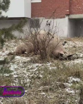 Разъяренные свиньи терроризируют жителей Свердловской области — за грязными делишками хрюшек стоит «Ташкент»