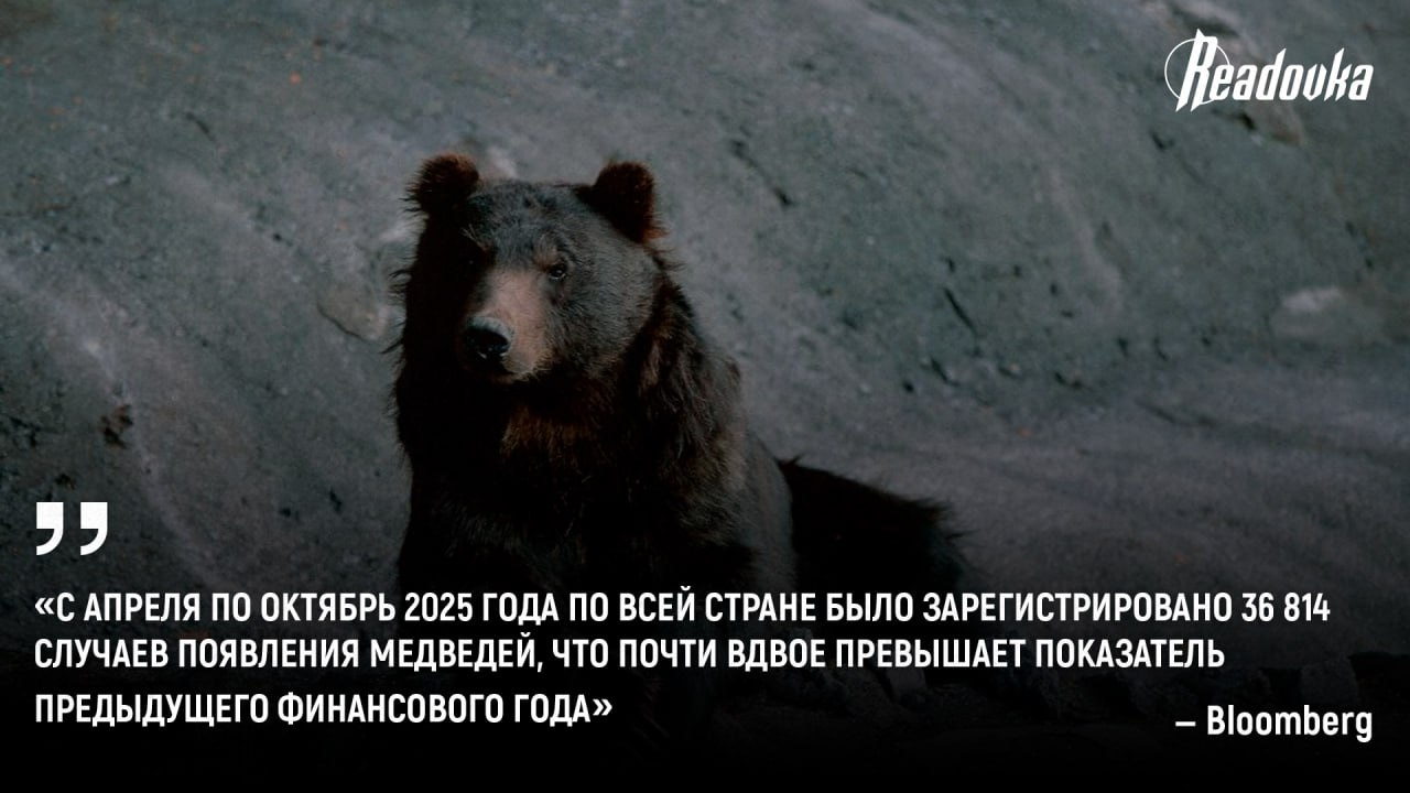 Бурые медведи объявили войну Японии — 230 человек погибли или пострадали от косолапых с апреля