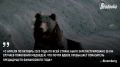 Бурые медведи объявили войну Японии — 230 человек погибли или пострадали от косолапых с апреля