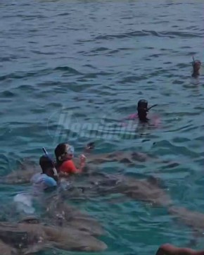 Акула опять напала на россиянку на Мальдивах во время экскурсии — туристы постят видео с последствиями таких «безопасных» плаваний