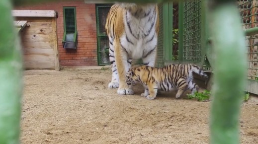 В Московском зоопарке родились два амурских тигренка — это самец и самка, оба уже весят по 12 кг. Появились на свет они еще в конце августа, но только сейчас начали выходить в уличный вольер