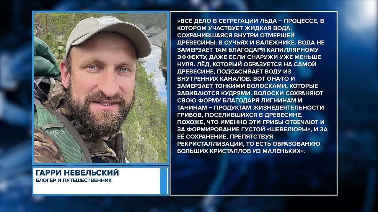 Погодные условия на территории Псковской области способствуют массовому росту «ледяной шерсти», или «морозной бороды», в лесу