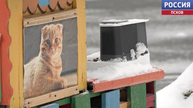 "Усадьба кошачьих" разрастается в Великолукском районе "Усадьба кошачьих" разрастается в Великолукском районе