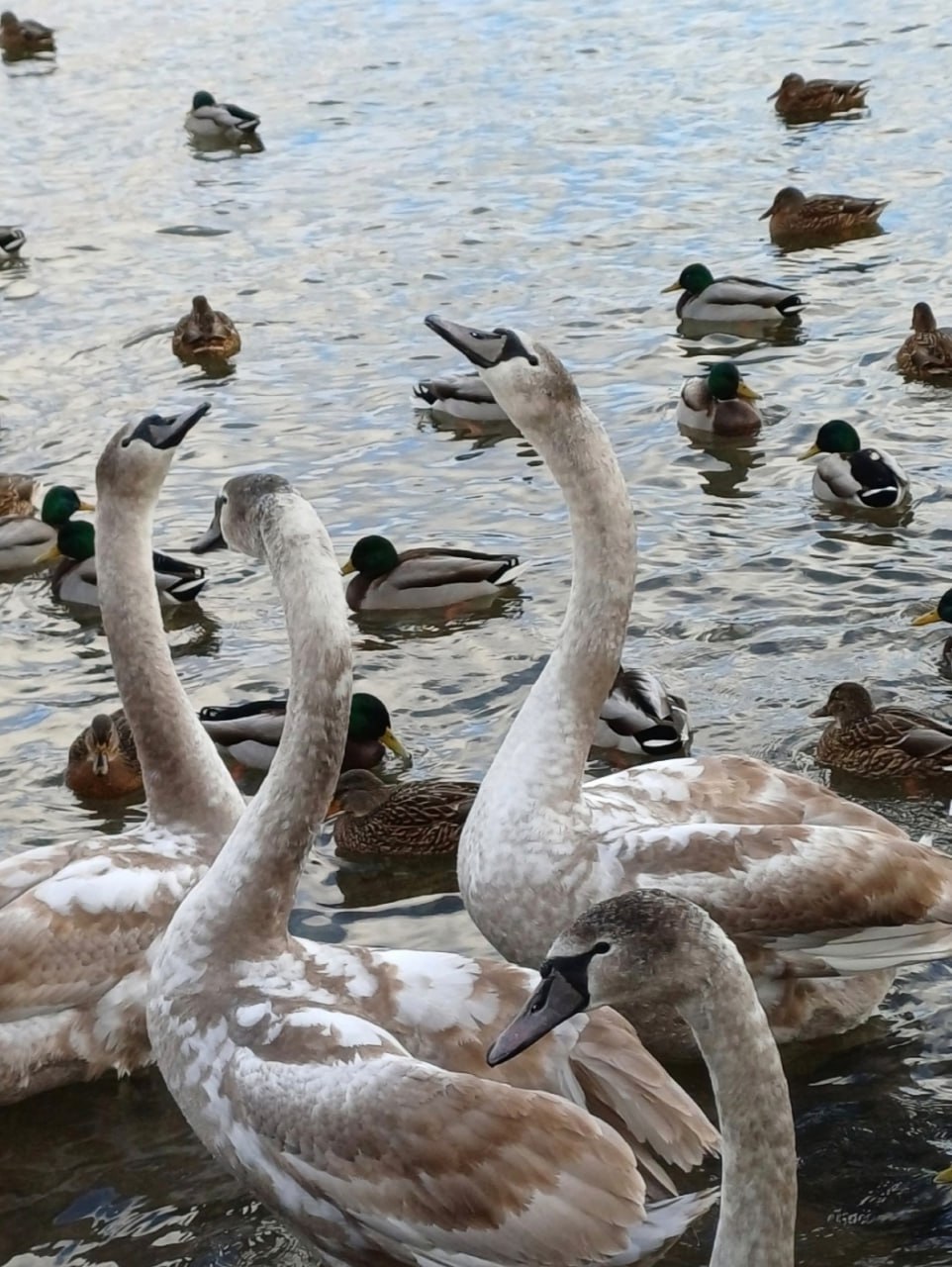 10 декабря в Псковской области ожидается облачная погода
