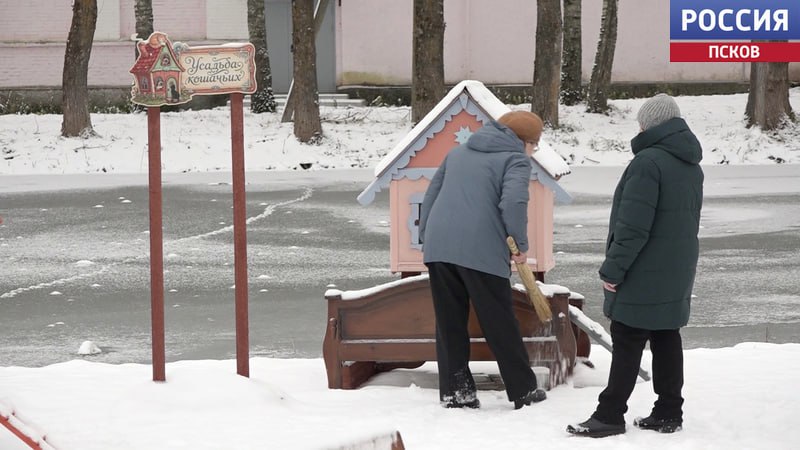 "Усадьба кошачьих" разрастается в Великолукском районе
