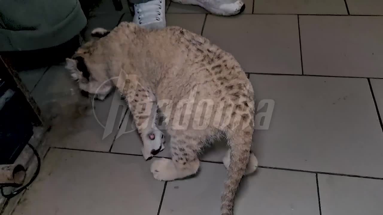 Мариупольский зоопарк получил дикого львенка, спасенного из плохих условий в ДНР — как сейчас живет заведение