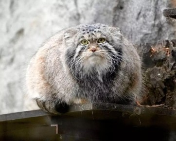 Благодаря манулу (это такой дикий кот) Тимофею термин «зажировка» официально вошел в словарь русского языка