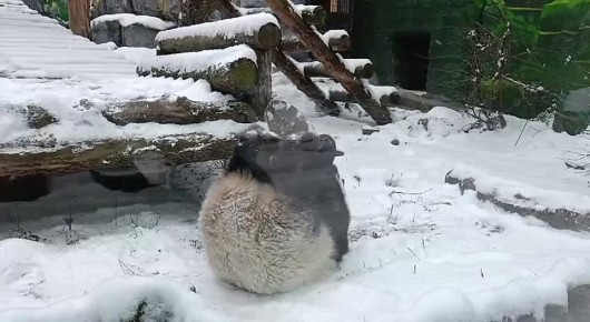 Панда Катюша из Московского зоопарка решила порезвиться в снегу, который впервые за эту зиму по-настоящему засыпал столицу