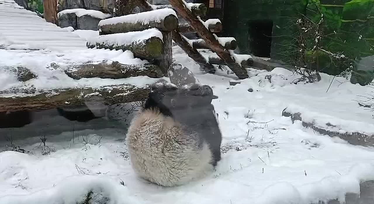 Панда Катюша из Московского зоопарка решила порезвиться в снегу, который впервые за эту зиму по-настоящему засыпал столицу
