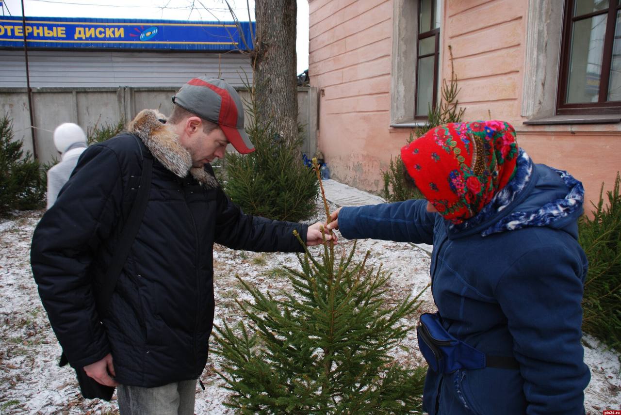 Незаконная вырубка ёлки может обернуться псковичам штрафом до 500тысяч рублей
