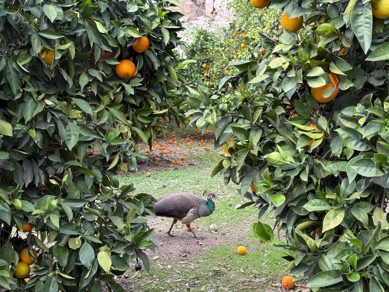 13 декабря сотрудники Посольства и члены их семей приняли участие в сборе урожая цитрусовых в подворье Русской духовной миссии в честь святых апостола Петра и праведной Тавифы в Яффе 13 декабря сотрудники Посольства и члены их семей приняли участие в сборе урожая цитрусовых в подворье Русской духовной миссии в честь святых апостола Петра и праведной Тавифы в Яффе