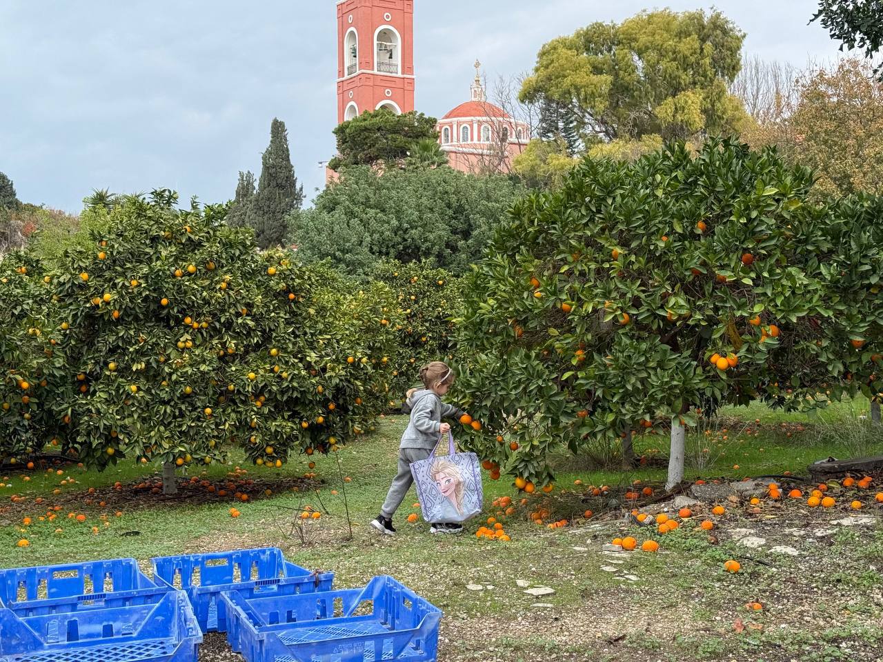 13 декабря сотрудники Посольства и члены их семей приняли участие в сборе урожая цитрусовых в подворье Русской духовной миссии в честь святых апостола Петра и праведной Тавифы в Яффе 13 декабря сотрудники Посольства и члены их семей приняли участие в сборе урожая цитрусовых в подворье Русской духовной миссии в честь святых апостола Петра и праведной Тавифы в Яффе