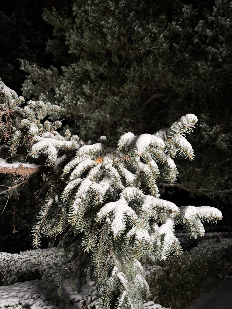 12 декабря в день проведения в Посольстве мероприятия “Discover Russia” в Пекине выпал первый снег (, кит