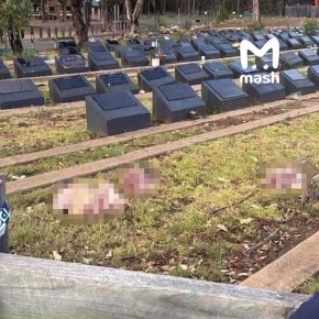 Неизвестные раскидали свиные головы на мусульманском кладбище в Сиднее после теракта на пляже — всё из-за отказа лидеров местной уммы хоронить террориста